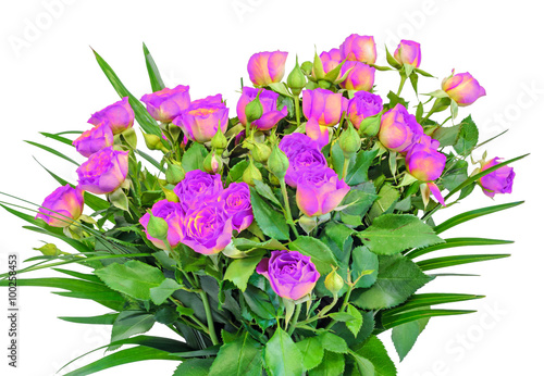 Pink, mauve, violet roses flowers, floral arrangement, bouquet, close up, isolated, white background.