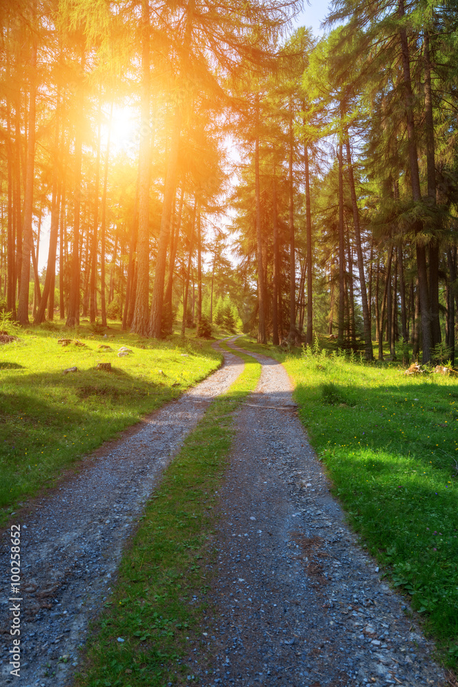 forest forest