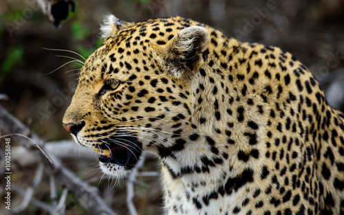 Head shot of a powerful male Leopard