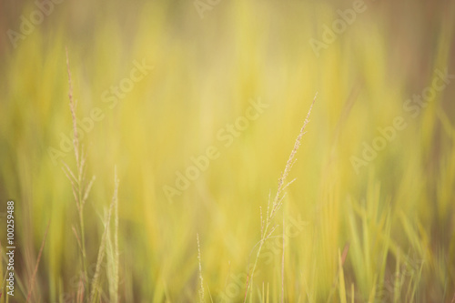 Perfect yellow background by the dry grass. Vintage style
