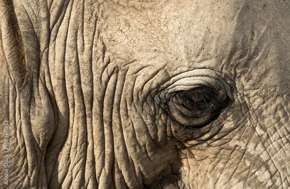 elefante elefante