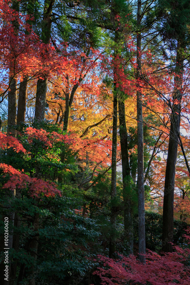 Naklejka premium 紅葉