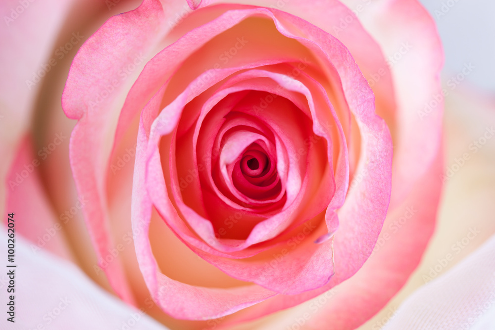 Pink rose closeup on white bright background. Pink rose closeup on white bright background.