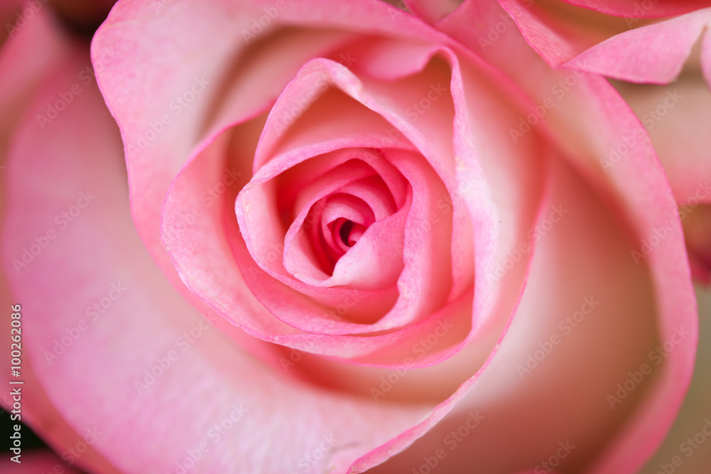 Pink rose closeup on white bright background. Pink rose closeup on white bright background.