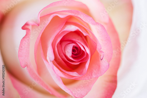 Pink rose closeup on white bright background.