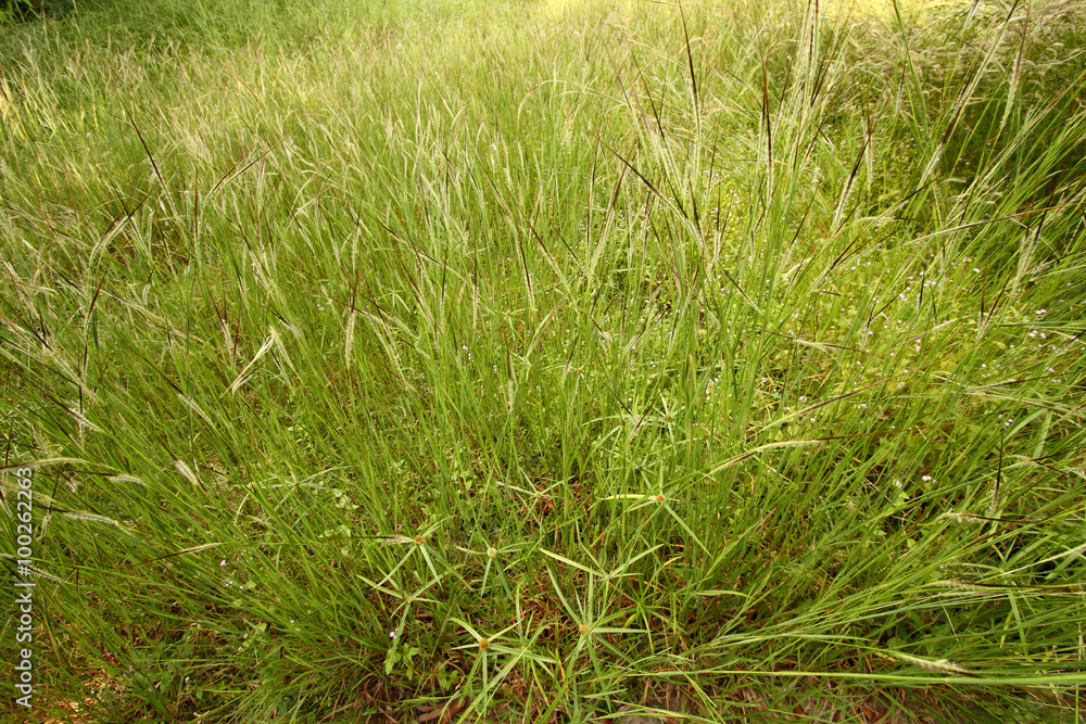 grassland background grassland background
