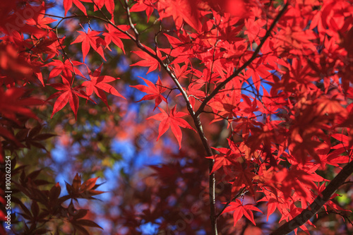 紅葉 © photojapan