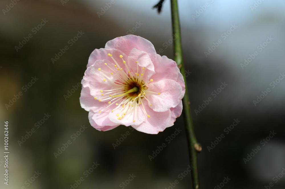 梅の花 梅の花