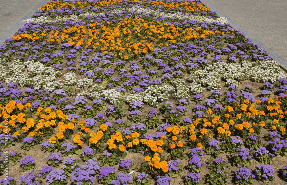 Fototapeta premium Marigolds and ageratum