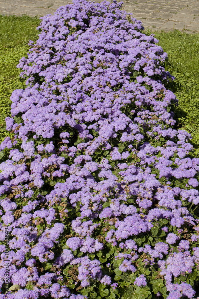Obraz premium Flowerbed with ageratum