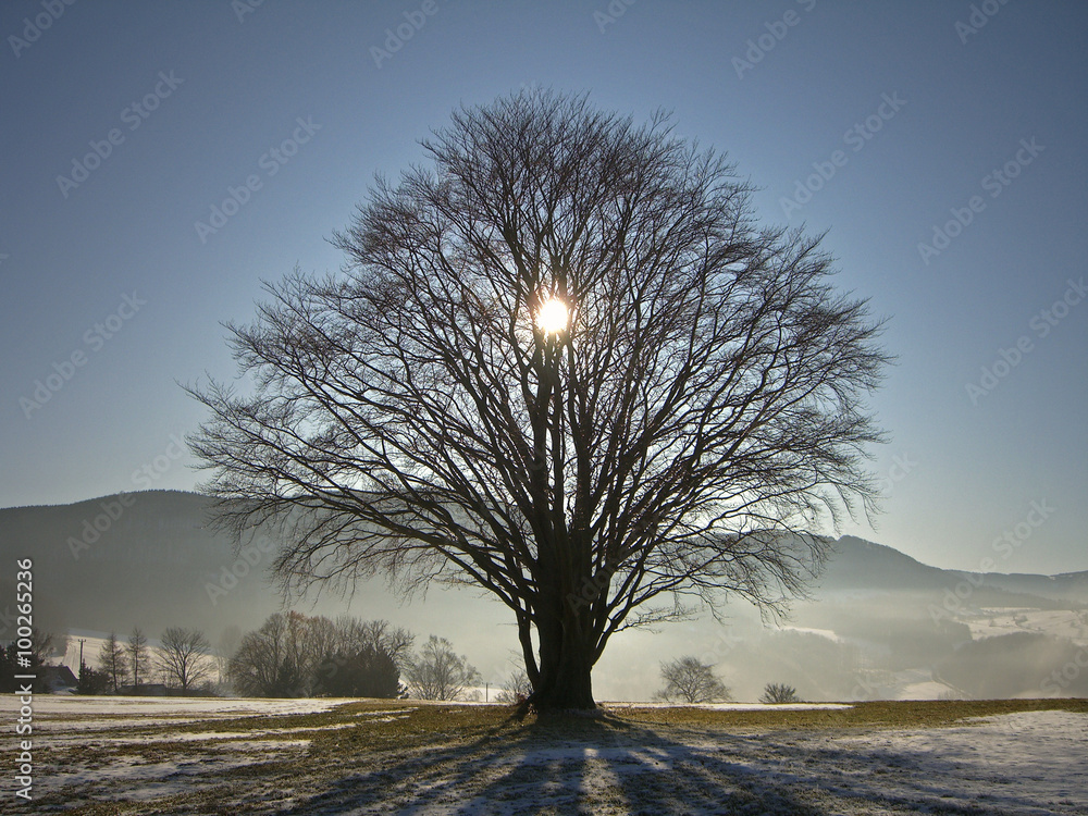 Naklejka premium sun behind tree in winter