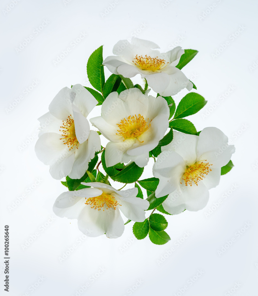 Obraz premium ナニワノイバラ