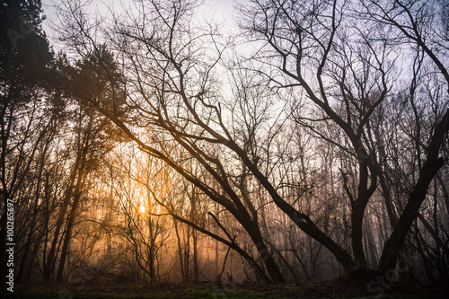 Wędrówka po lesie © Piotr Gołębniak