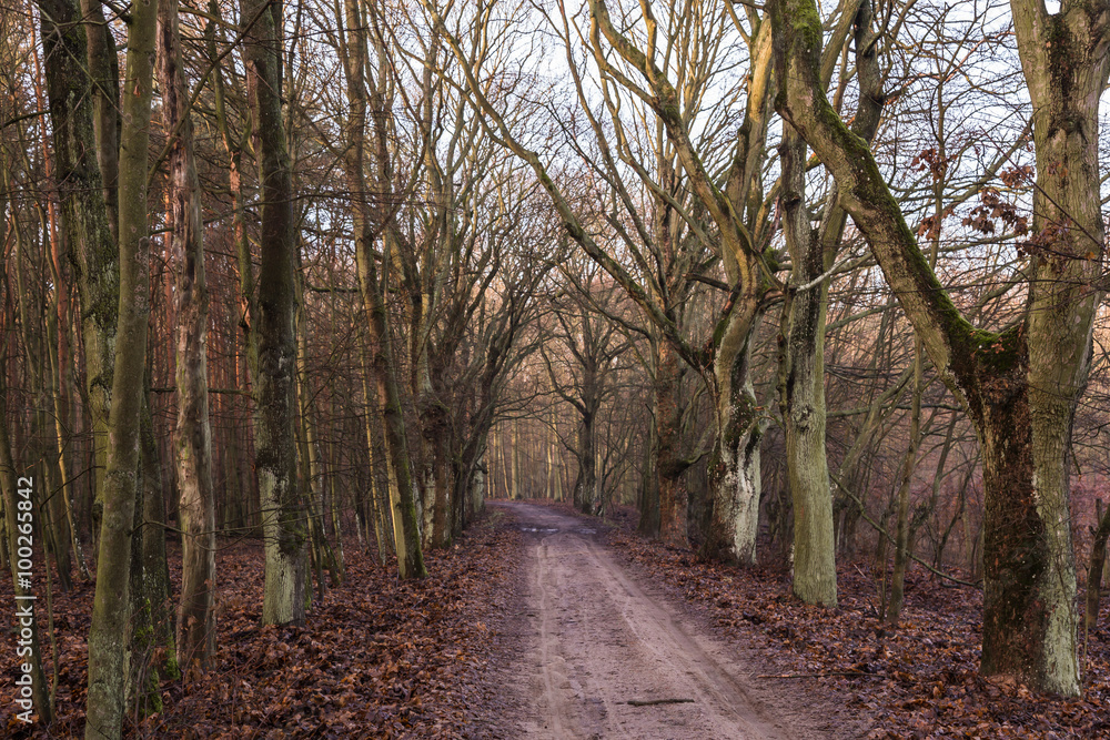 Obraz premium Wędrówka po lesie