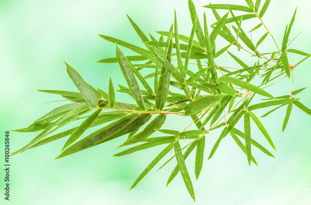 Obraz premium bambou