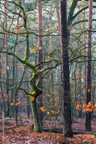 Wędrówka po lesie, wykrzywione drzewo