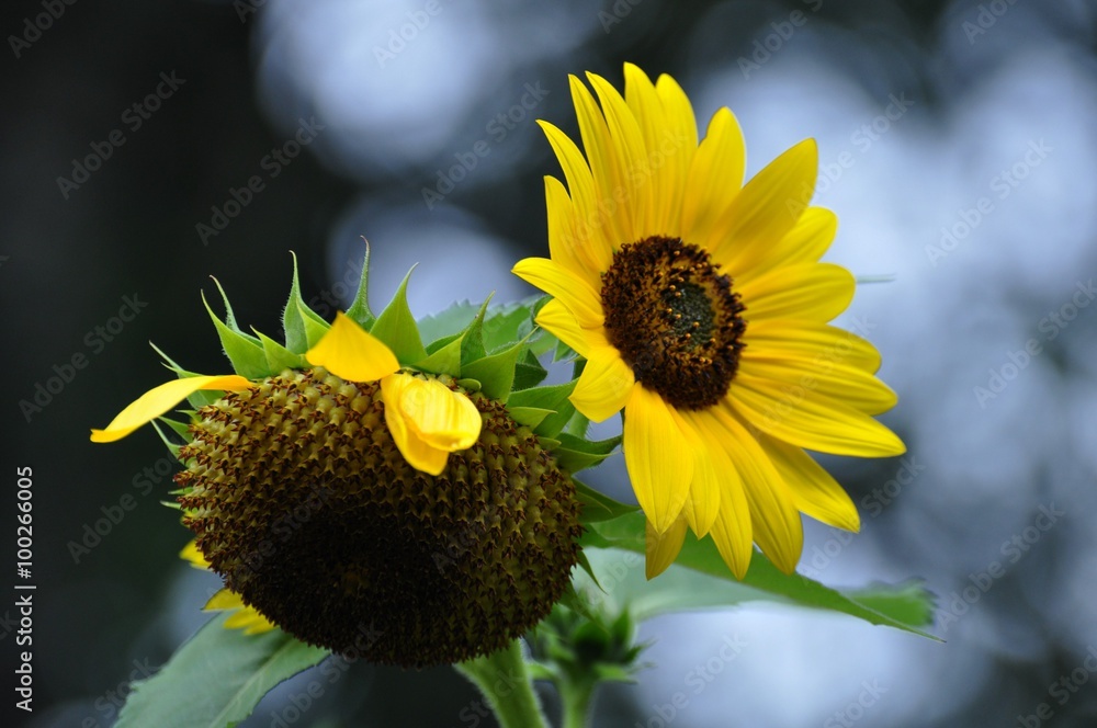 Sonnenblume im Garten StockFoto Adobe Stock