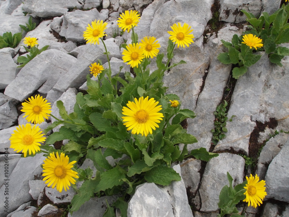 Naklejka premium yellow flowers amidst rocks