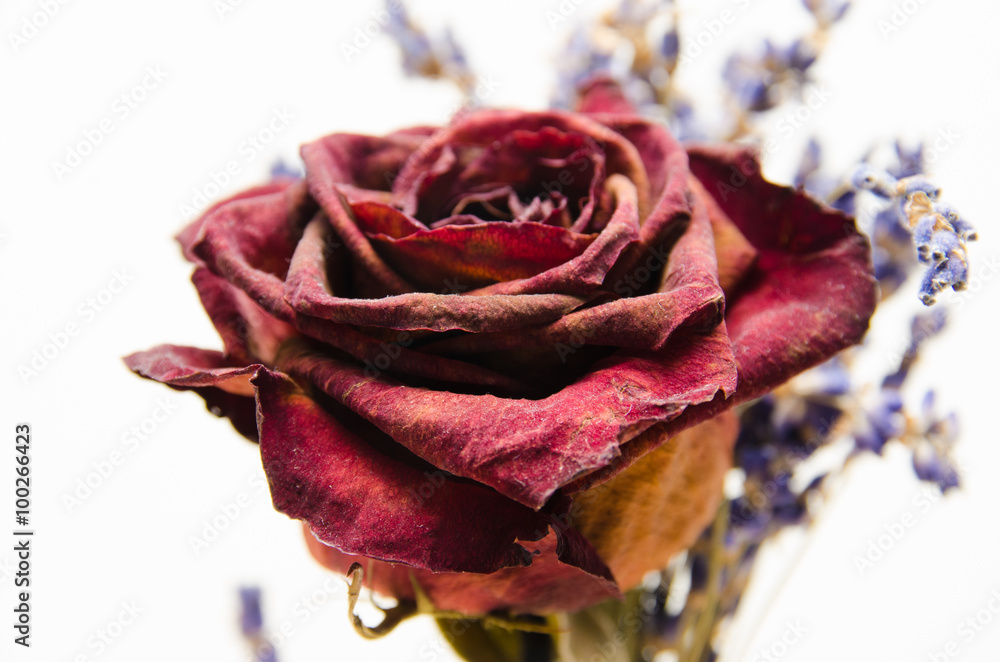 Dried rose isolated on white background. Close-up macro valentine day.