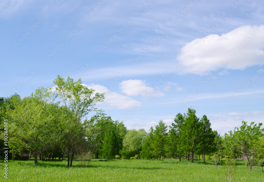spring nature landscape with fresh green grass and trees, blue clouds sky