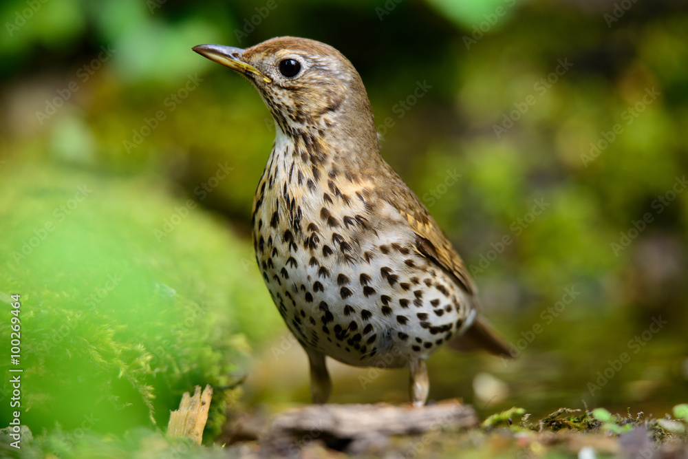 Song Thrush walking on a green background. Song Thrush walking on a green background.