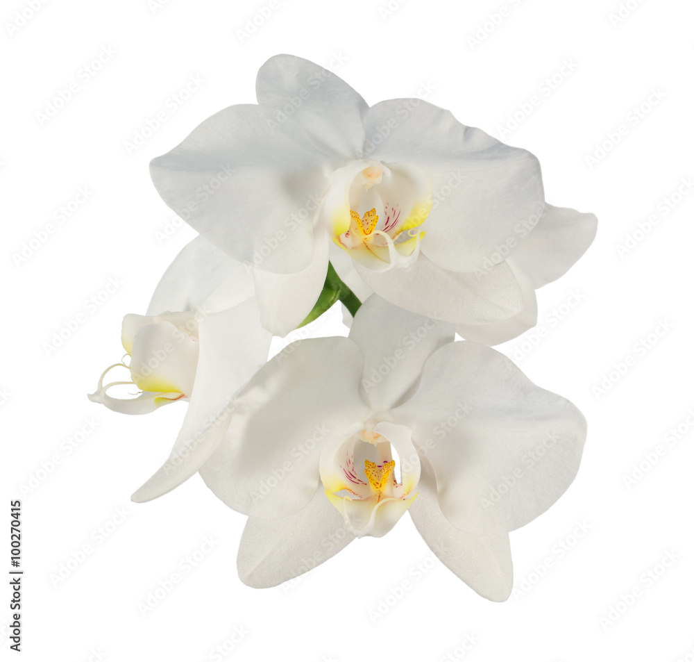 White phalaenopsis orchid flowers