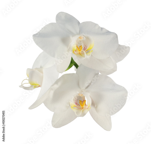 White phalaenopsis orchid flowers