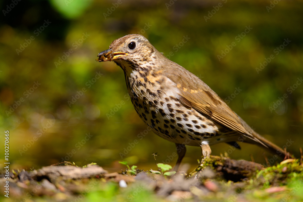 Song Thrush walking on a green background. Song Thrush walking on a green background.