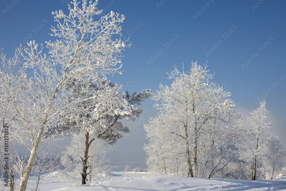 Winter landscape with snow