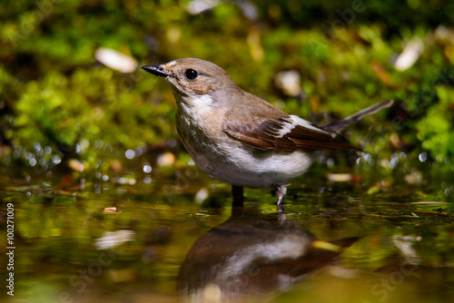 Female Chaffinch eats