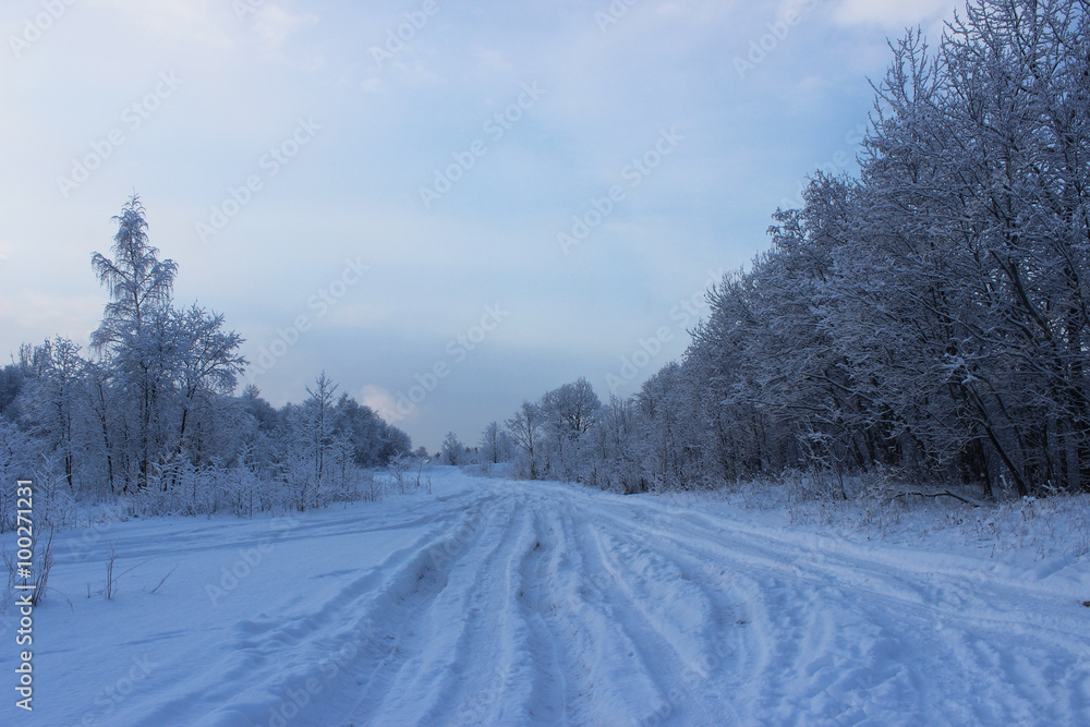 Winter forest after a snowfall on Christmas in the dead of winte Winter forest after a snowfall on Christmas in the dead of winte