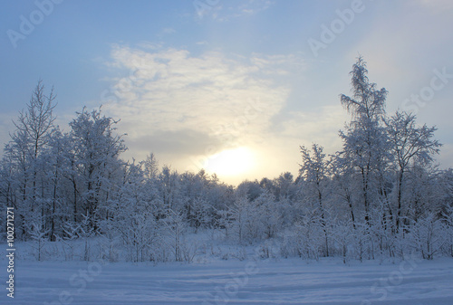 Winter forest after a snowfall on Christmas in the dead of winte © wolfness72