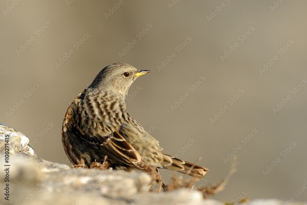 Fototapeta premium Alpine accentor (prunella collaris)