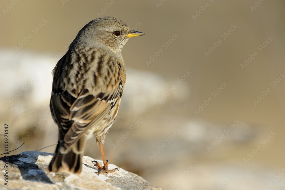 Alpine accentor (prunella collaris) Alpine accentor (prunella collaris)