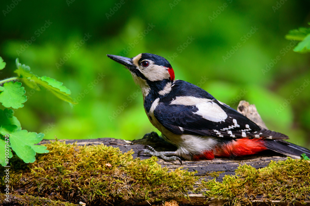 Fototapeta premium Great spotted Woodpecker perched