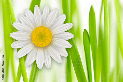 Flowers background, white spring flowers and green grass.