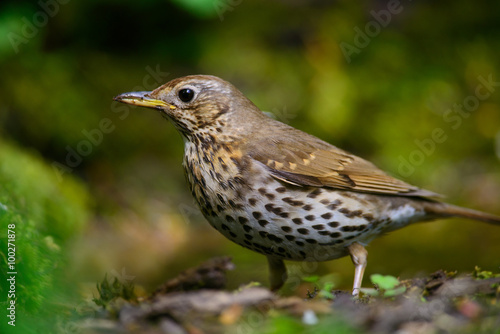 Song Thrush walking on a green background.