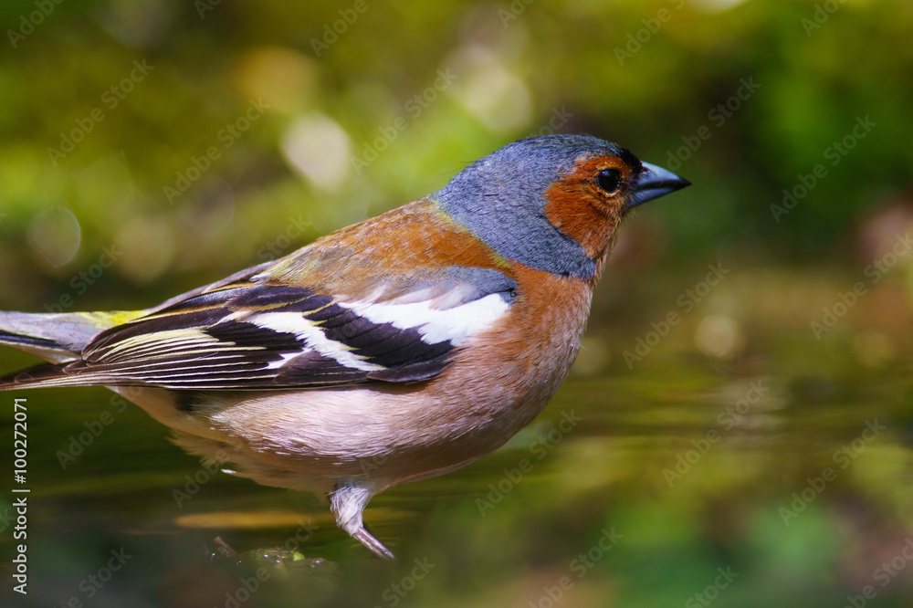 Fototapeta premium male Chaffinch fringilla coelebs on a green background