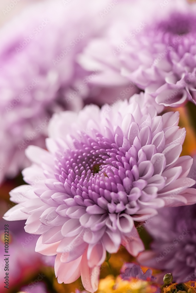 purple flower close-up