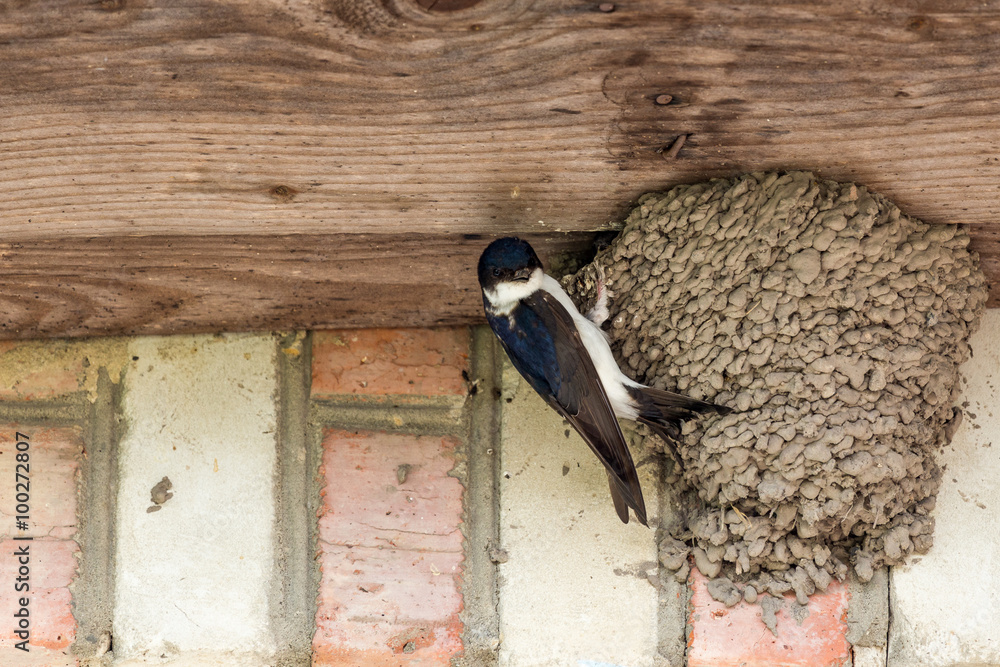 Naklejka premium House martins building a nest and taking care of the breed in their nest.