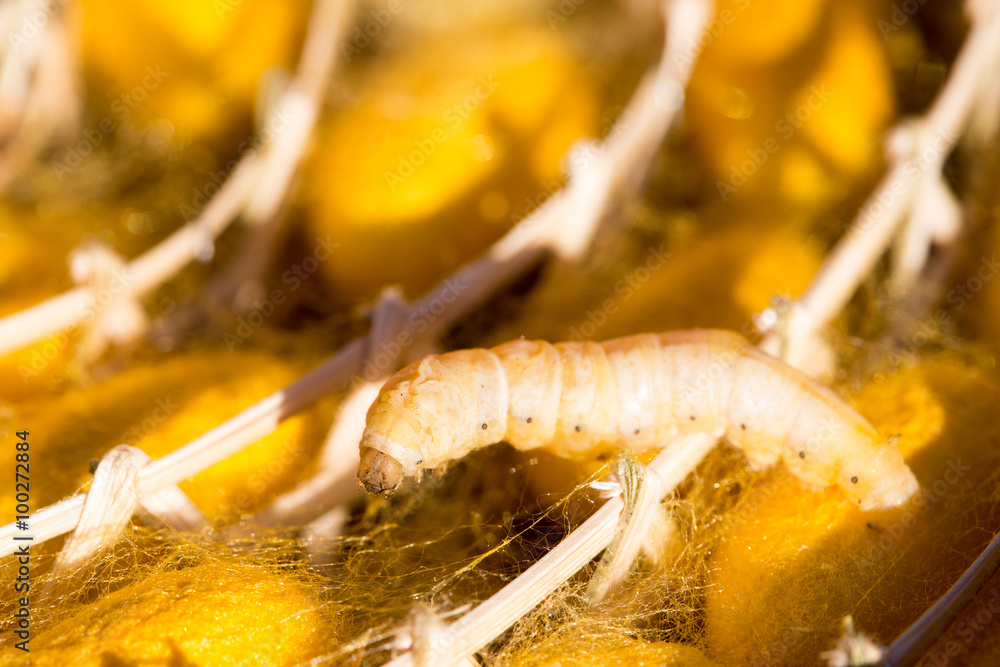 silkworm in yellow cocoon, , Life cycle of Silkworm. silkworm in yellow cocoon, , Life cycle of Silkworm.