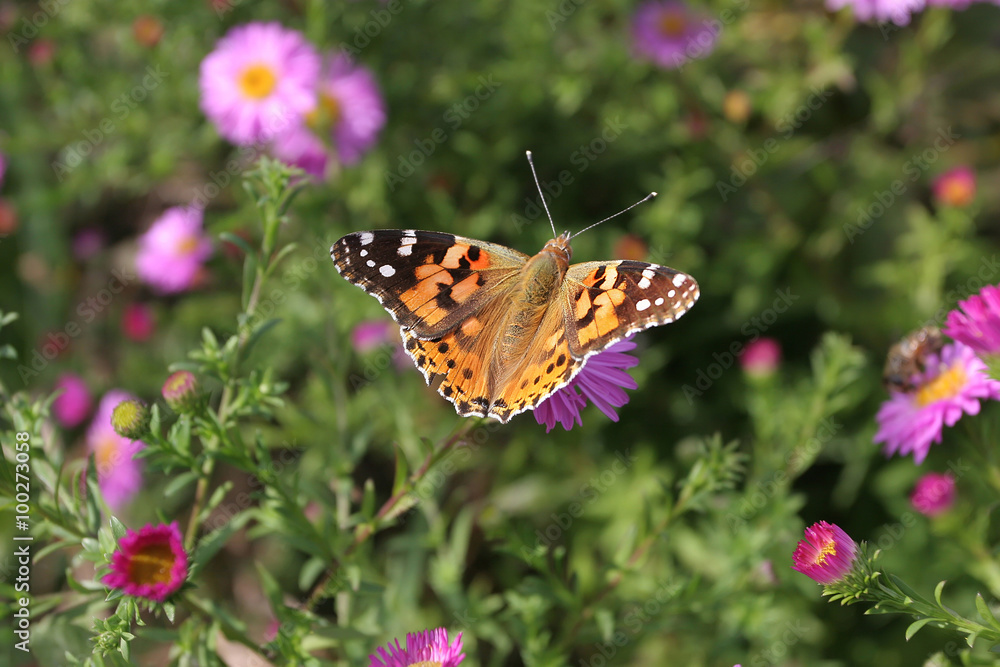 Admiral butterfly flying over the pink flowers. Butterfly orange Admiral butterfly flying over the pink flowers. Butterfly orange