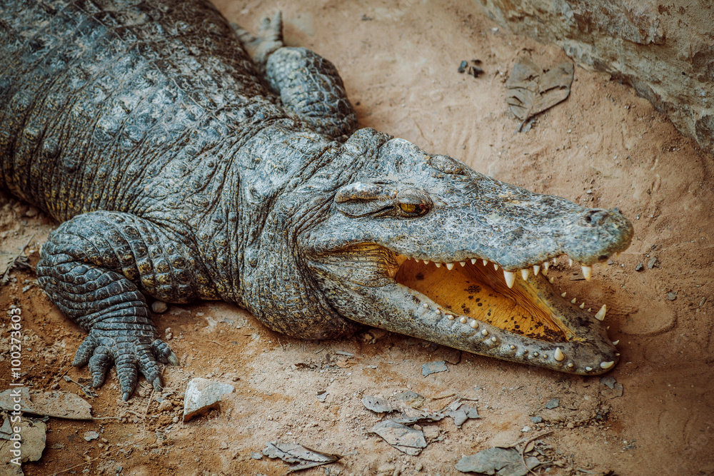 Obraz premium Aggressive crocodile