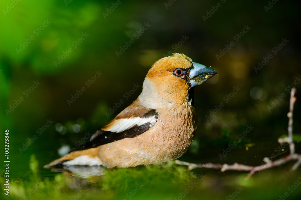 Grosbeak sitting on a tree Grosbeak sitting on a tree
