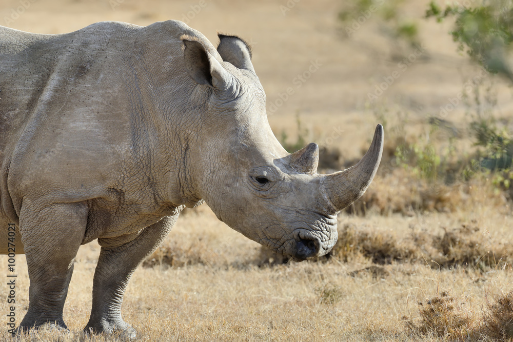 African white rhino African white rhino