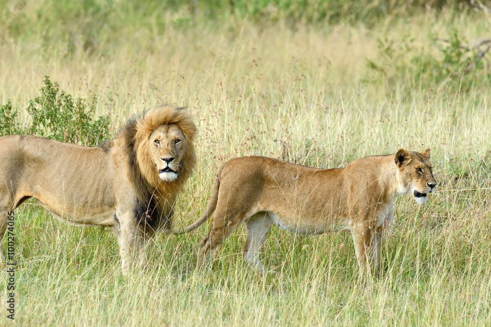 Close lion in National park of Kenya Close lion in National park of Kenya