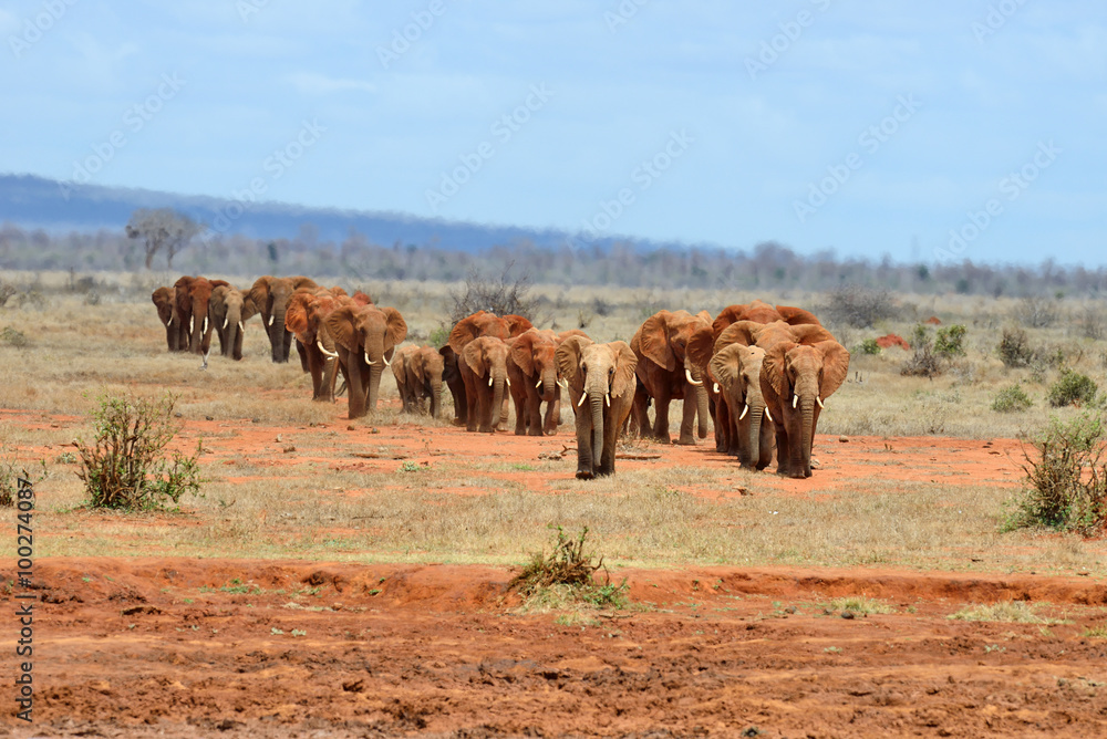 Fototapeta premium Elephant in National park of Kenya