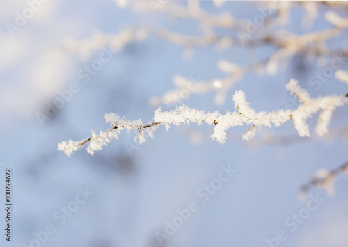 branch covered with frost