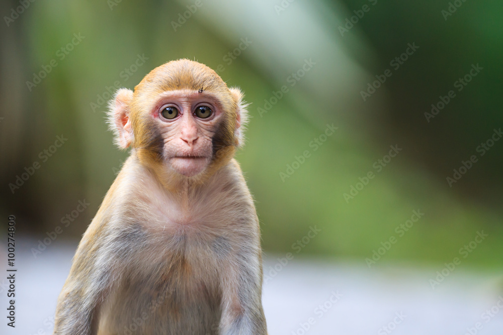 Naklejka premium Portrait of a Baby Rhesus macaque monkey (Macaca mulatta)
