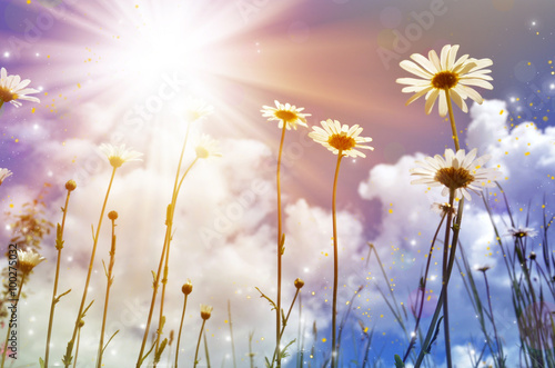 Fototapeta Naklejka Na Ścianę i Meble -  white daisies on blue sky 